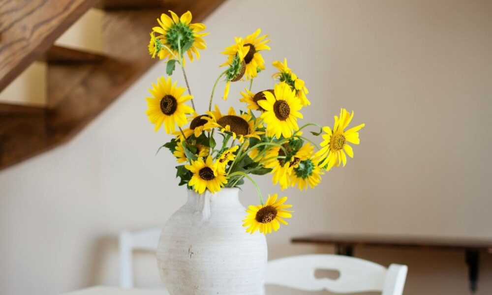 Como plantar Girassol: aprenda a cultivar e cuidar das flores em casa
