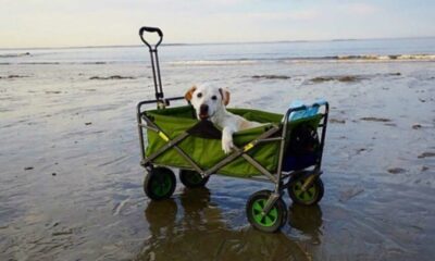 Cachorro em carrinho na praia