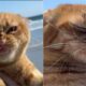 Gato na praia com cara emburrada