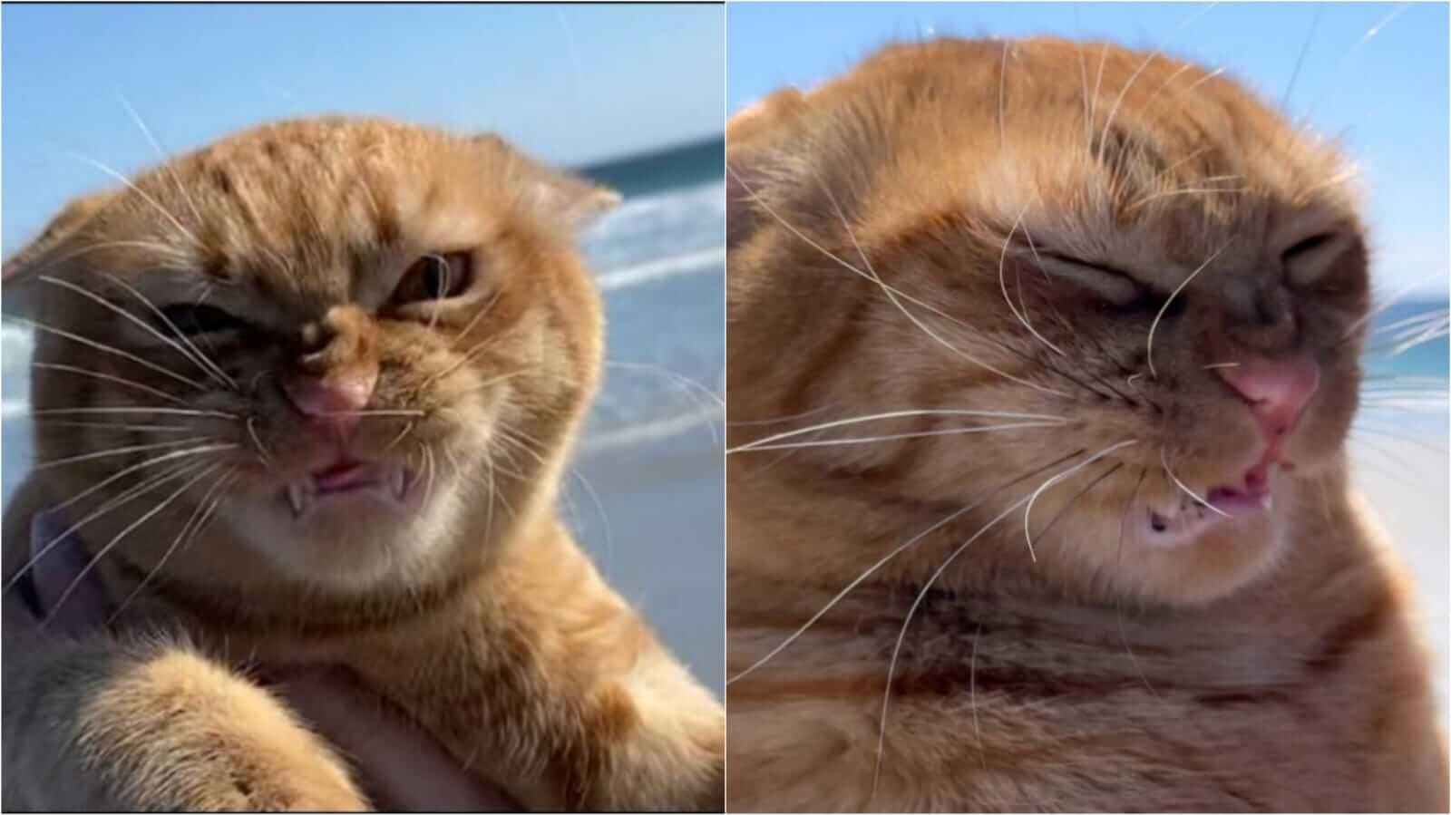 Gato na praia com cara emburrada
