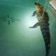 Crocodilo dentro da piscina