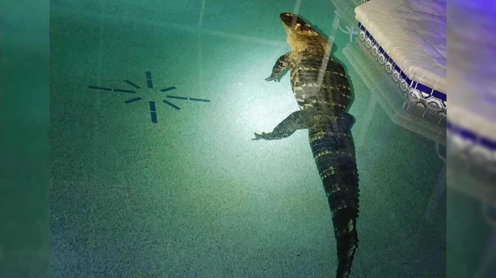 Crocodilo dentro da piscina