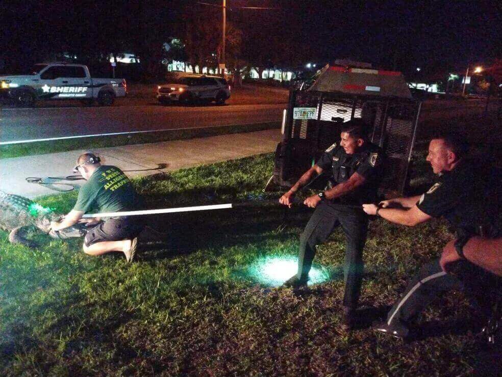 Policiais resgatando crocodilo