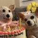 Cachorro ao lado de bolo de aniversário