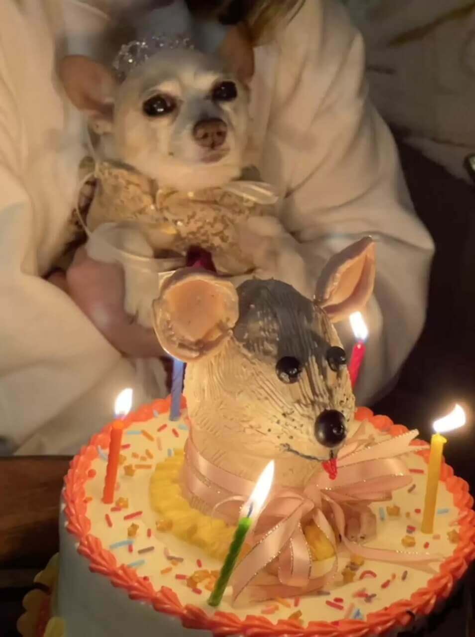 Cachorro ao lado de bolo de aniversário