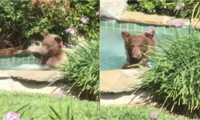 Urso em jacuzzi