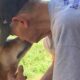 Homem beijando cachorro