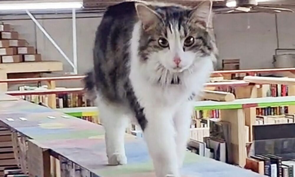 Gato em prateleira de livraria