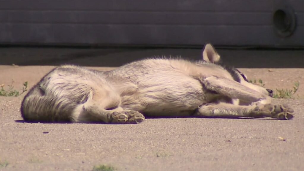 Cachorro husky dormindo na calçada