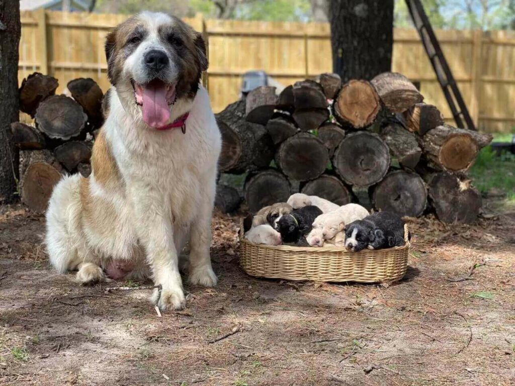 Cachorro São Bernardo com filhotes