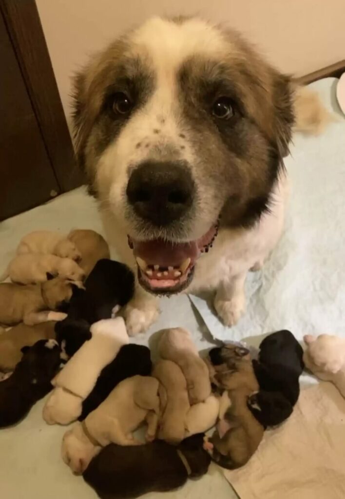 Cachorro São Bernardo com filhotes