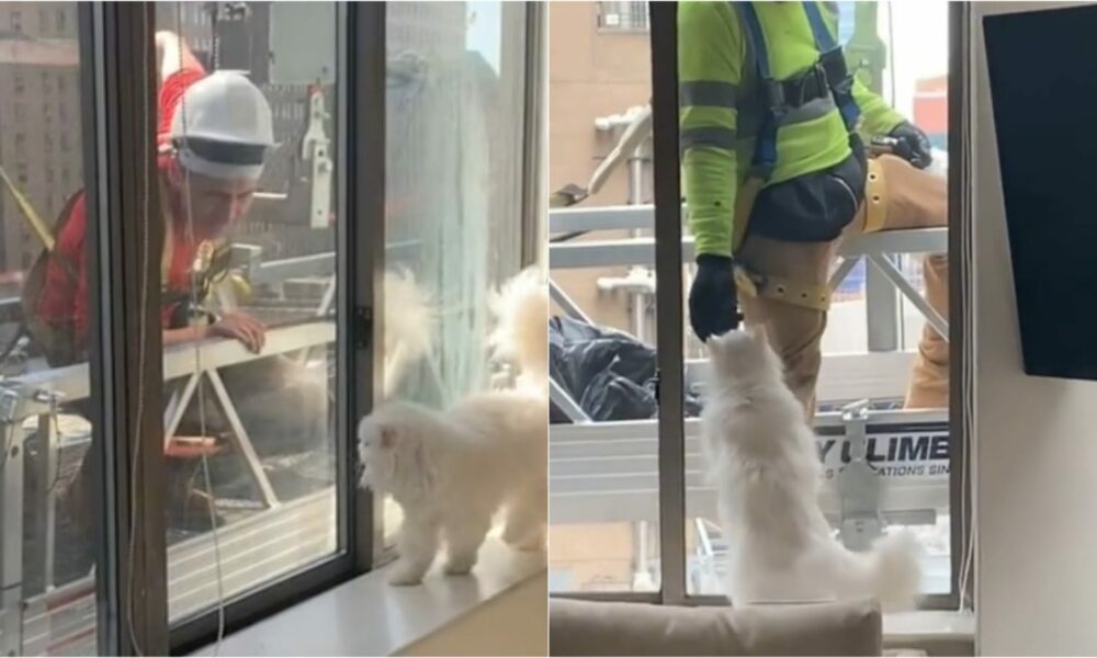 Gato com construtores em janela