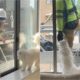 Gato com construtores em janela