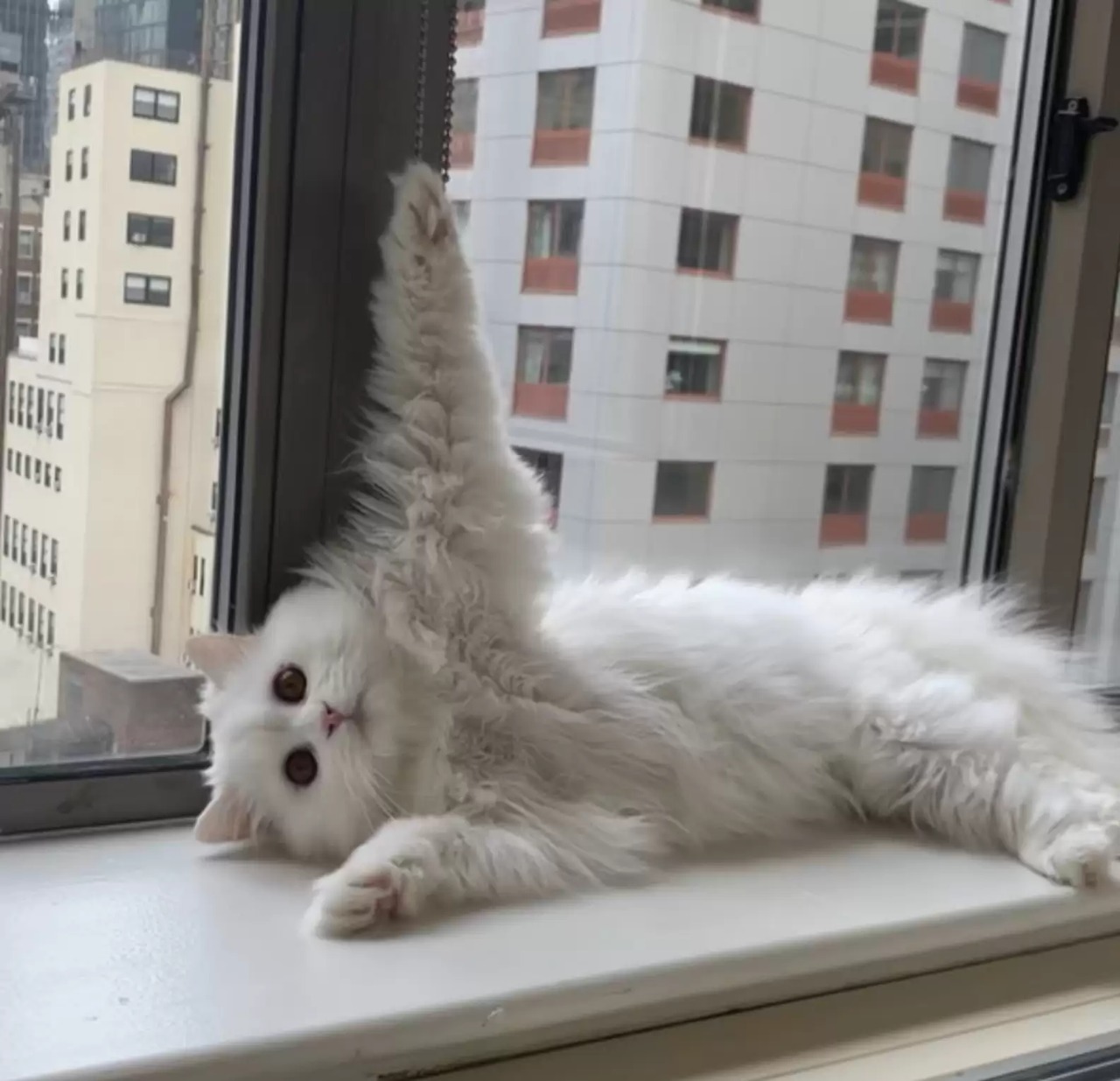 Gato em janela