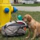 Cachorro amarrado em hidrante