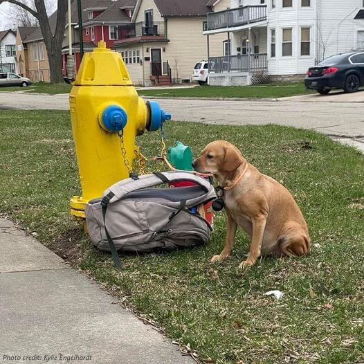 Cachorro amarrado em hidrante