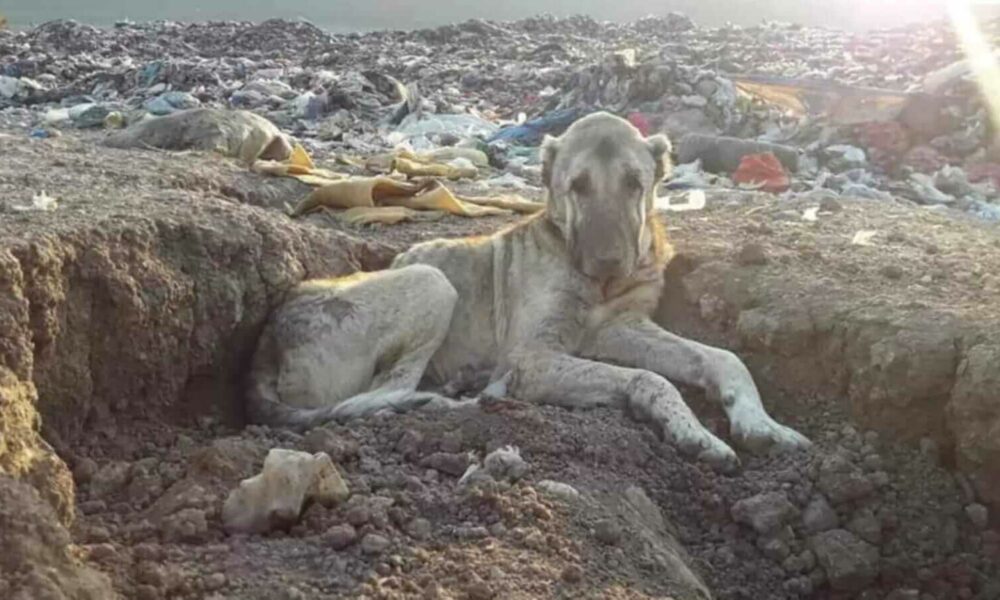 Cachorro em aterro sanitário