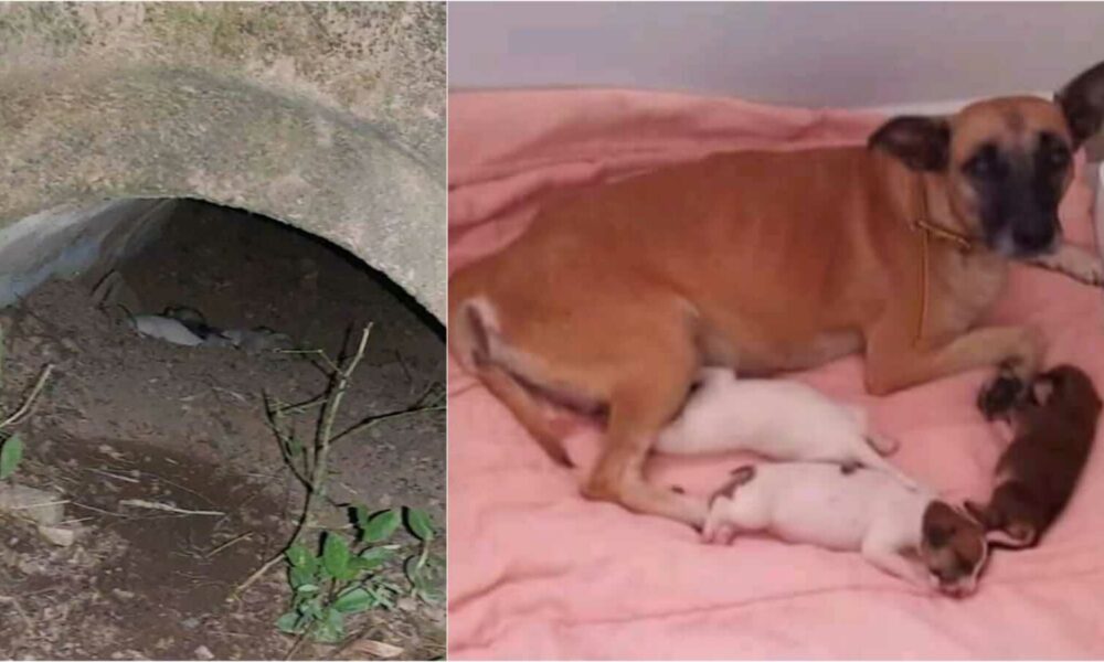 Cadela e filhotes resgatados de bueiro