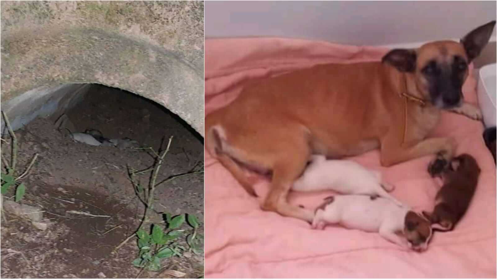 Cadela e filhotes resgatados de bueiro