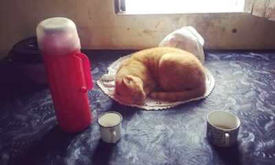 Gato dormindo em mesa