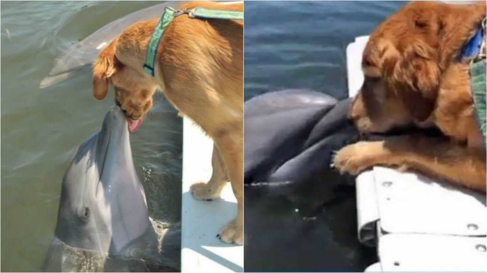 Golfinho beijando cachorro