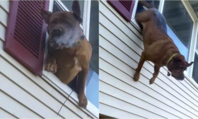Cachorro pulando de janela