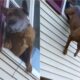 Cachorro pulando de janela