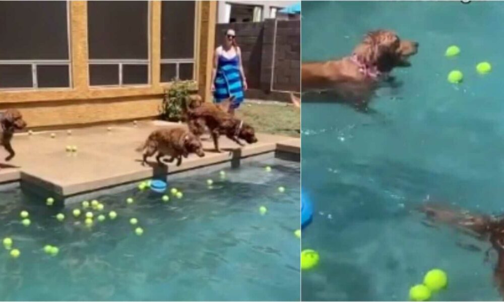 Cachorros golden retrievers pulando em piscina