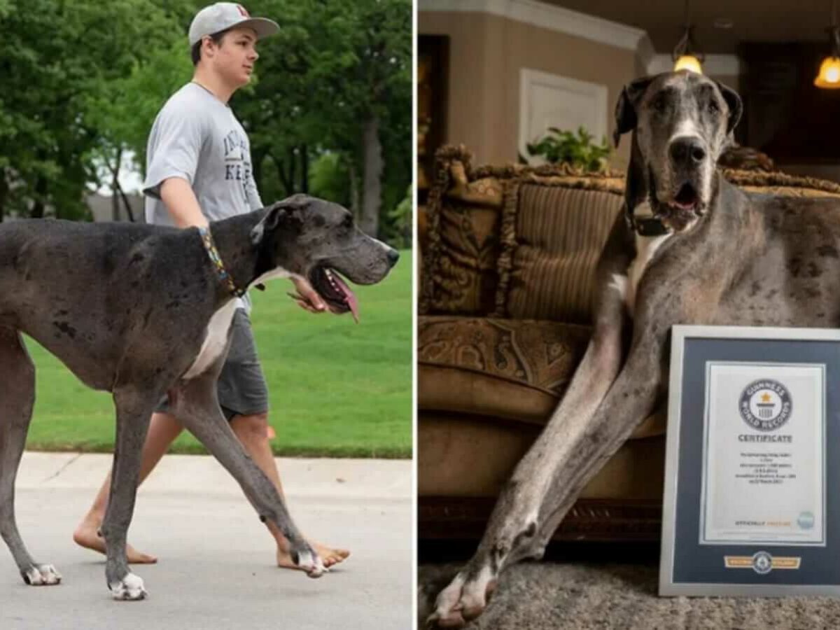 Zeus é oficialmente o maior cachorro do mundo, e já era grande