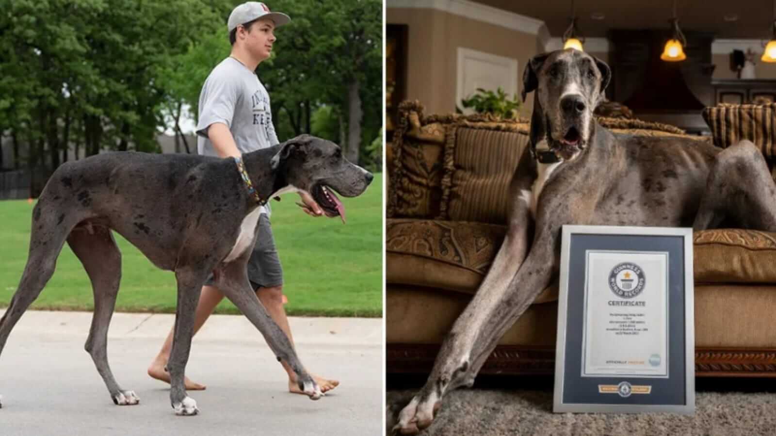 Zeus é oficialmente o maior cachorro do mundo, e já era grande desde  filhote; conheça