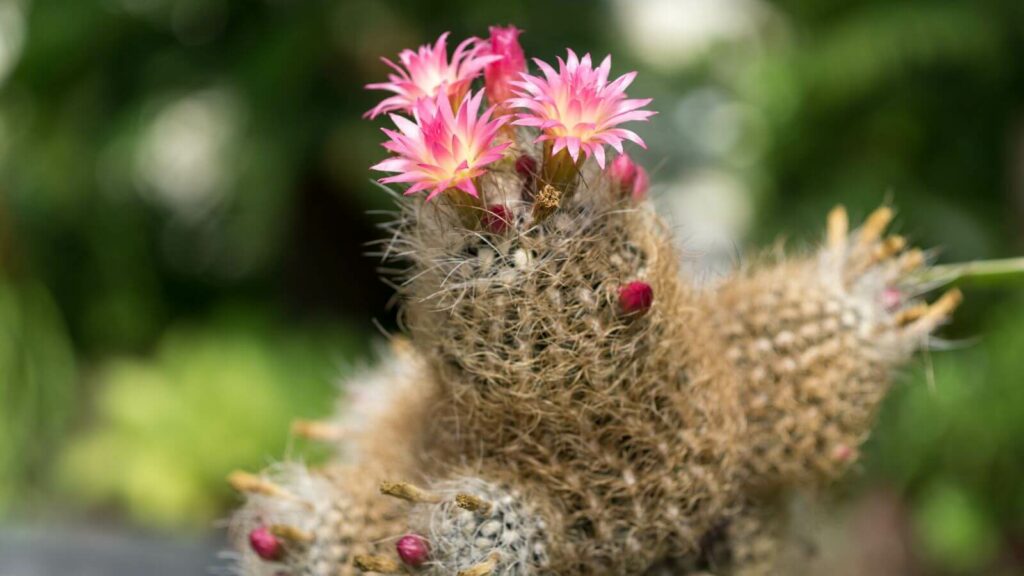 Flor-de-maio: Saiba como cultivar o cacto que dá lindas flores em casa