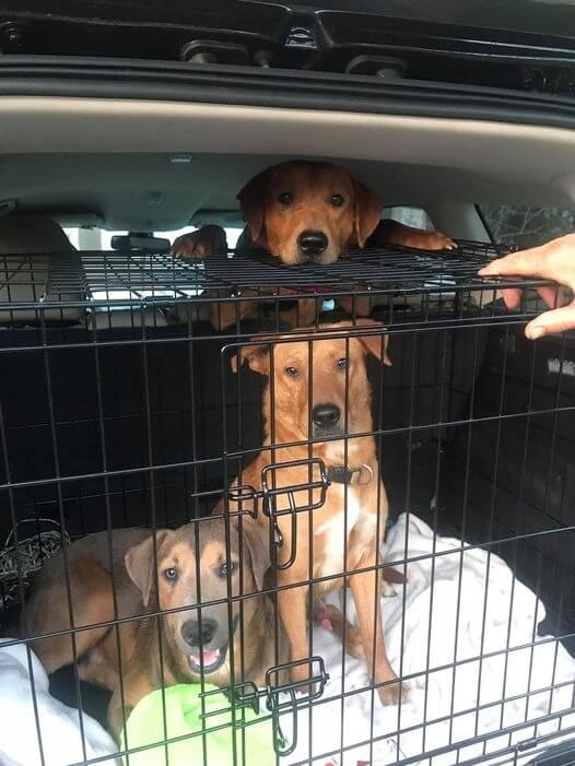 cachorros em carro