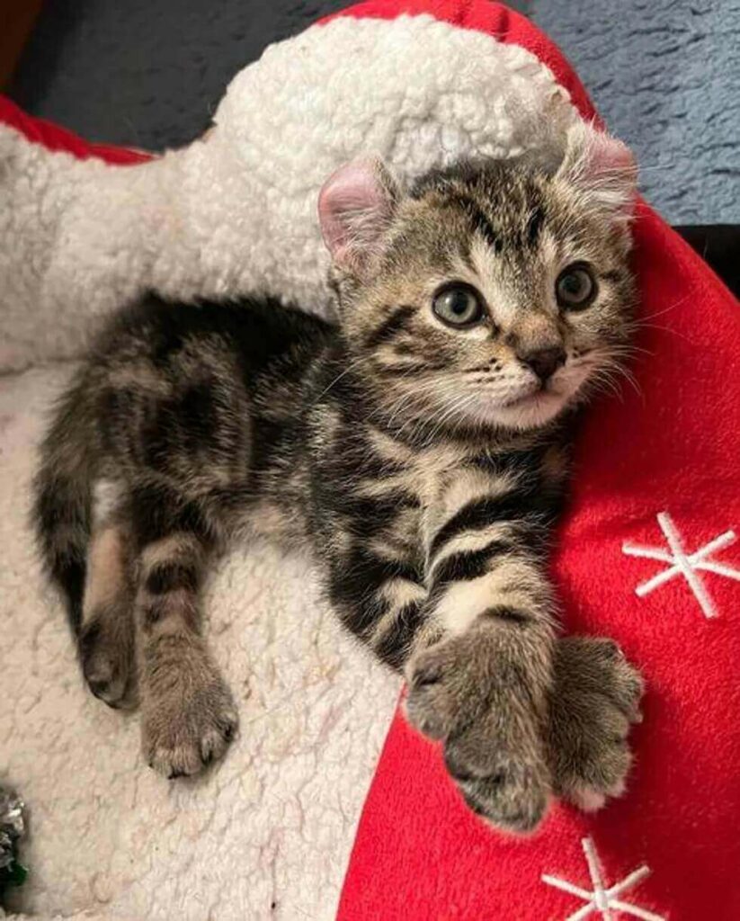 Kitten with big paws