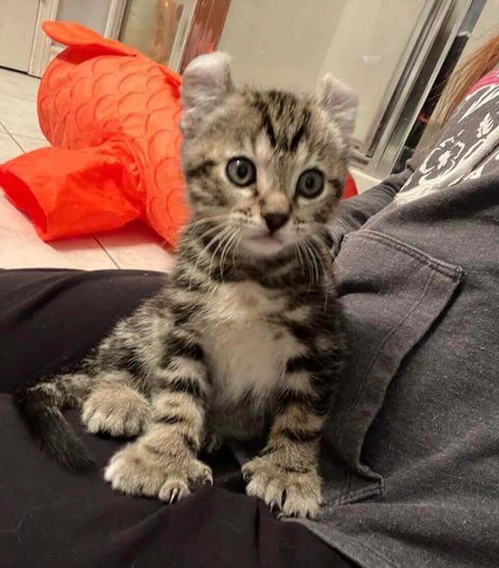 Kitten with big paws
