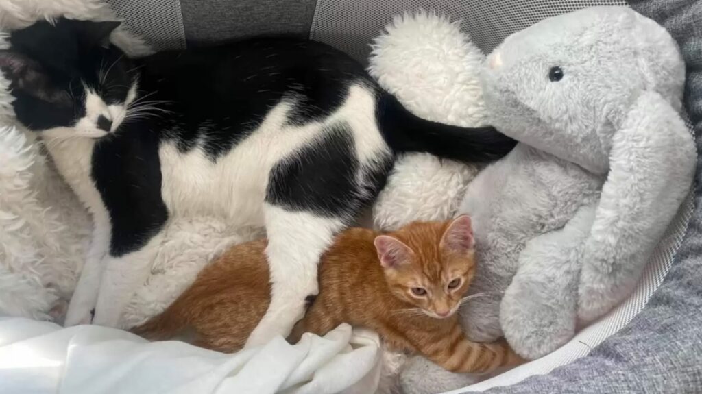 Gato branco e preto e gato laranja deitados