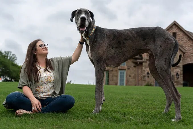Mulher com cachorro grande em gramado