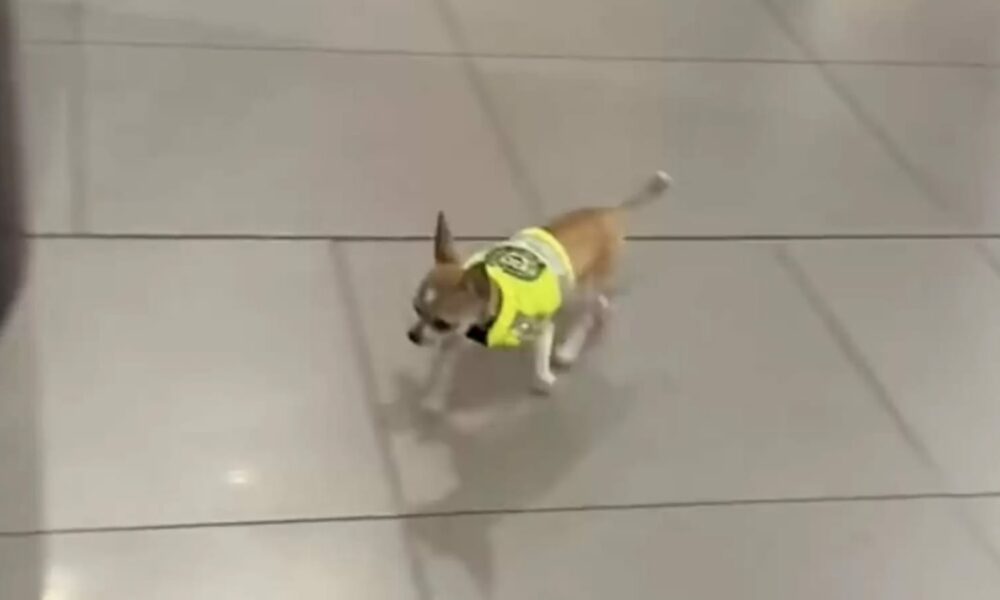 Cachorro chihuahua de uniforme de aeroporto