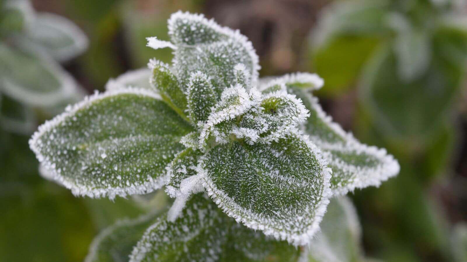 Como cuidar das plantas no inverno? Confira 5 dicas para deixá-las  saudáveis no frio