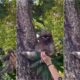 Bicho-preguiça resgatando filhote