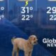 Cachorro durante transmissão de previsão do tempo