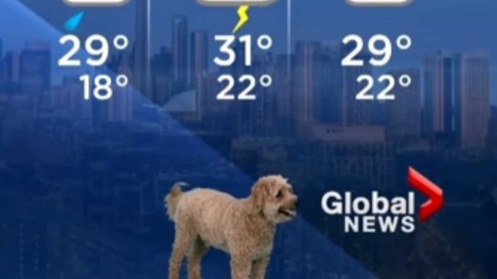 Cachorro durante transmissão de previsão do tempo
