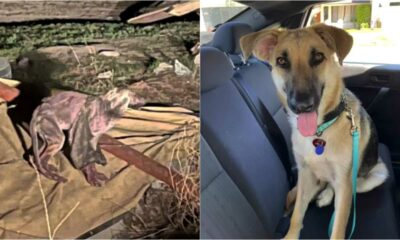 Antes e depois de cachorro resgatado