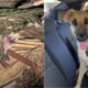 Antes e depois de cachorro resgatado