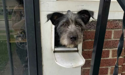 Cachorro com cabeça em caixa de correios