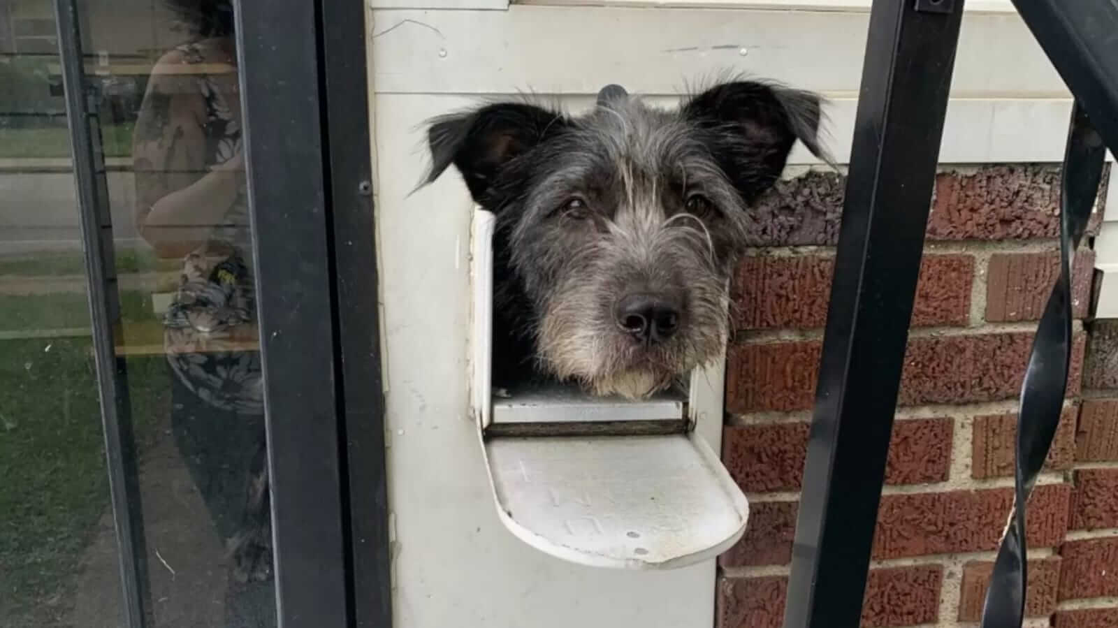 Cachorro com cabeça em caixa de correios