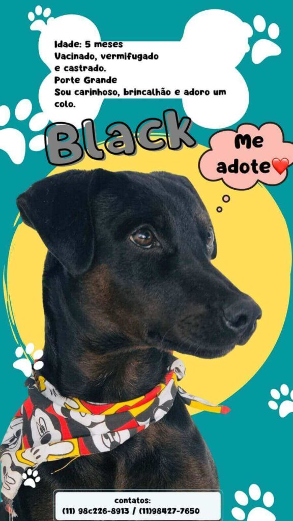 Cartaz para adoção de cachorro