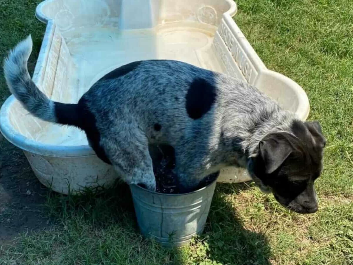 Dono entrega o cão a um abrigo dentro de um balde com óleo do