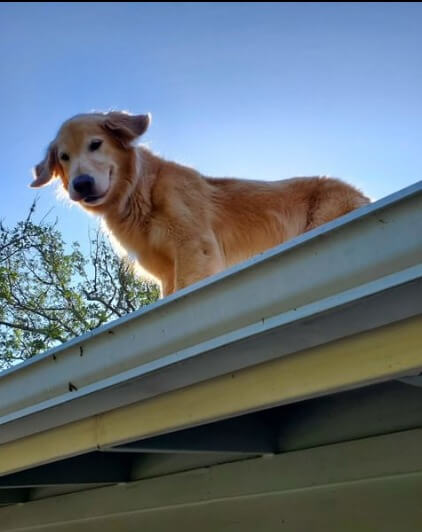 Cachorro em telhado