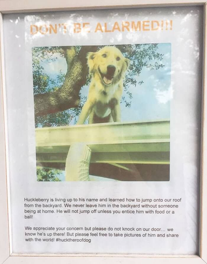 Cartaz com foto de cachorro