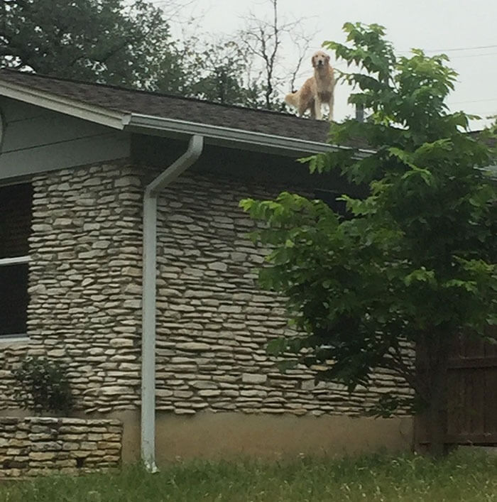 Cachorro em telhado
